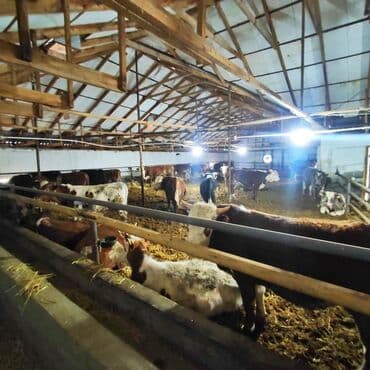 vasitəcisiz birbaşa sahibindən mənzil kirayələmək: Kənd təsərrüfatı, Mülkiyyətçi, Bələdiyyə, Kupça (Çıxarış) — 20