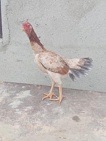 Salam gördüyünüz fəre satılir hal hazırda yumurtayir tam sağlam