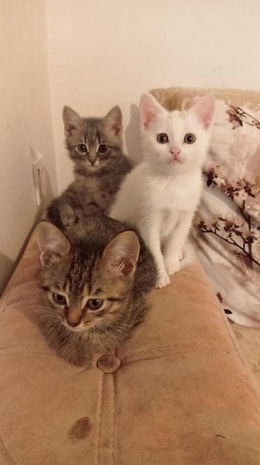 ucuz bala pişiklər: Yaxşı əllərə — 2