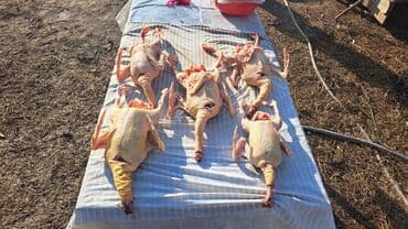 Qida məhsulları: Təmizlənmiş yerli qaz və ördək əti - Qaz karkasları – tükləri tam — 2