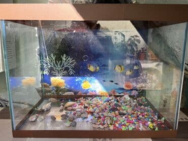 filtir: Dördbucaq akvarium, Boş, 25 l, Ünvandan götürmə — 1