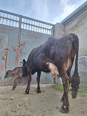 Собаки: 20 litir süd verir 2 qarına düyədi 10 gündü doğub balası dişdi — 8