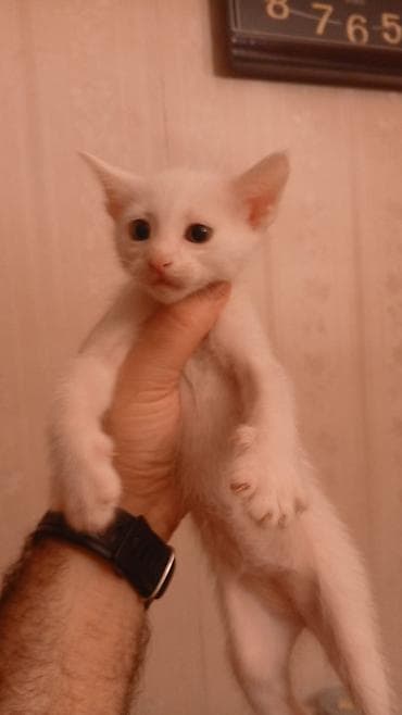 Ağ tüklü bala pişik - Rəng: tam ağ tüklər, çəhrayı burun və — 5