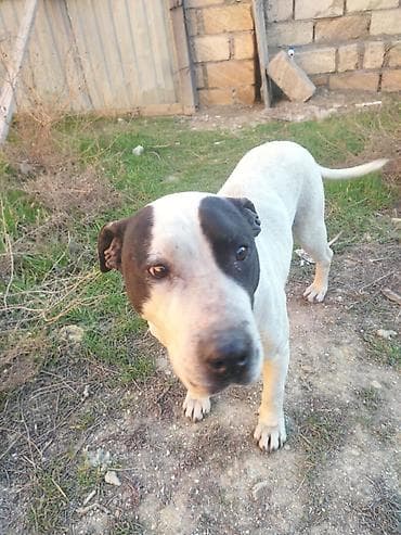 xasqi itleri: Pitbul, 1 ay, Erkek, Ödənişli çatdırılma — 2