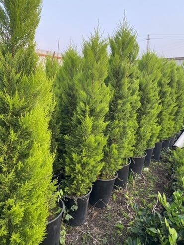 Buket güllər: 🌿 Satılır – Dekorativ Həyət və Bağ Bitkiləri 🌳 Həyət və bağların — 2