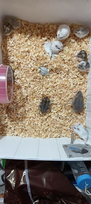 отдам котят в хорошие руки: Salam gördüyünüz cunqar hemsdırları sahipləndirilir kariçnivi ananın 4 — 14