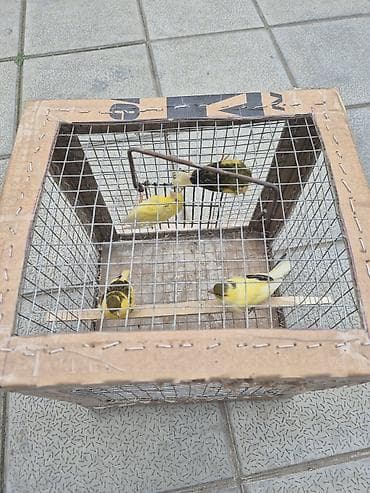 qartal sekilleri cekmek: 4 eded erkey — 4