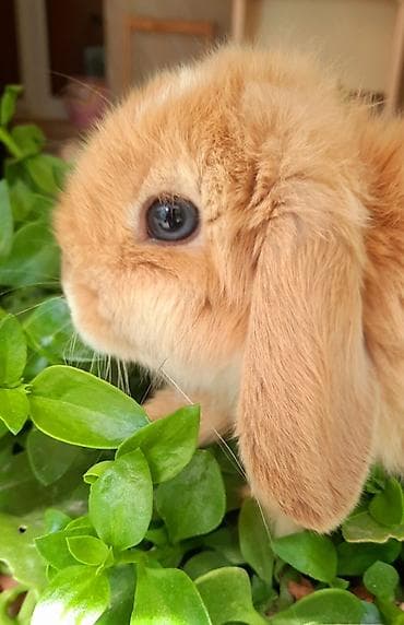 dekorativ dovşan: Miniatür dovşan (lop tipli, sallananqulaqlı) - Rəng: krem-bej və ağ — 5