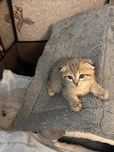 pişim: Şotland, Erkək, Ödənişli çatdırılma — 1