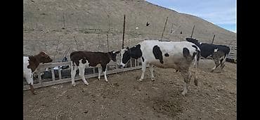 Süd və ət istiqamətli inək və buzovlar - Qara-ağ və qəhvəyi-ağ rəngli