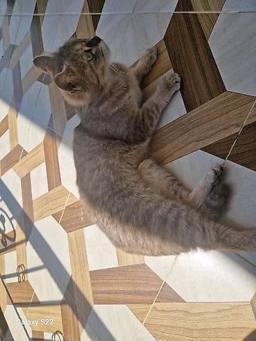 bengal pisik: Yaxşı əllərə — 1