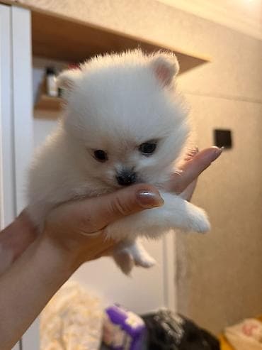 pomeranian satışı: Şpitz, 2 ay, Dişi — 1