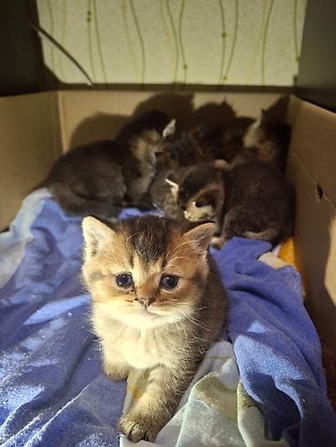 bala keçi: Şinşilla — 5