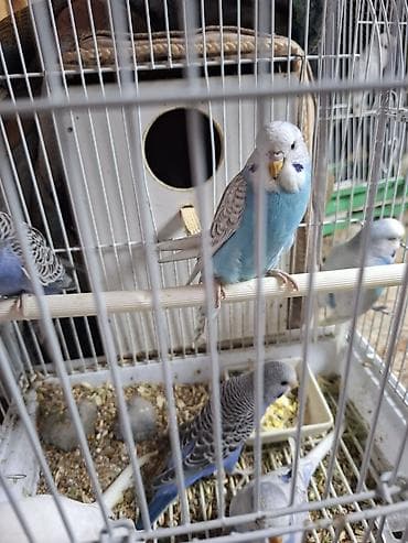 turac quş: Tutuqusu balalari satilir. 6 denedi. 2 ag 3 goy 1 acig mavi — 1