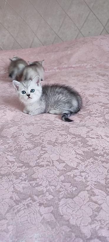 Pişiklər: Britan — 7