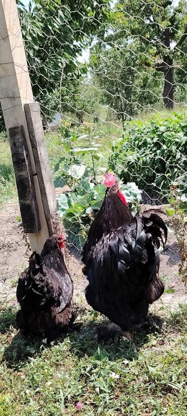 kend toyuqlari: Toyuq, Brama, Damazlıq, Pulsuz çatdırılma — 5