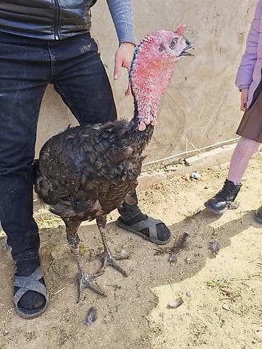 hindüşka: Salam temiz heyet heyvanı yaşıl otnan beslenmiş saglam heyvan isdeyen — 1