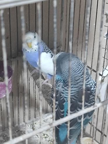 haski satisi: Hazır bala verən cütlər. yuva as bala al. altında yumurta olanlar — 2