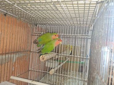 Quşlar: Məhsul: Dalmatinka/agapornis (lovebird) papuqayları – müxtəlif rəng — 3