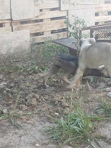 husky it: Balaca it balaları afcarkanin qarışıqi — 5