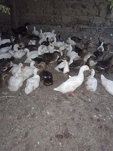 Утки: Sesli ördek

Çox alana 7manat azaz 8mdı — 2