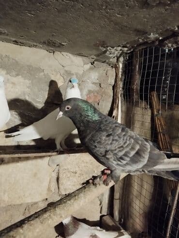 dekorativ quslar: Satılır: ev göyərçinləri - Növ: dekorativ/uçuş göyərçinləri - — 4