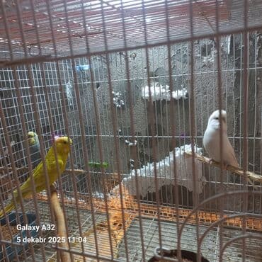 pitbull satisi: Çexler satlir iribsaglam quslardir her defe 5+6 yumurta bala verirler — 2