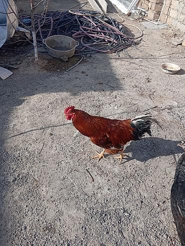 hind qusu: Toyuq, Damazlıq — 4