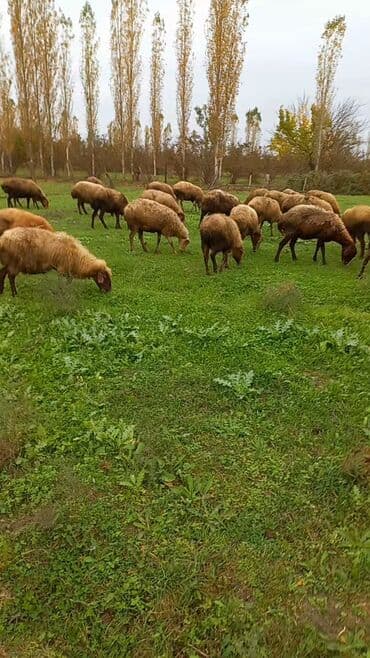 qırmızı kanada: 50 baş orta yaşlı qoyunlardı razılaşmağda olar — 6