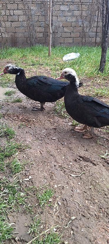 coban it adlari: 5- 6 aylıq Lal ördekler .bir fere bir xoruz çütü 65 manat — 6