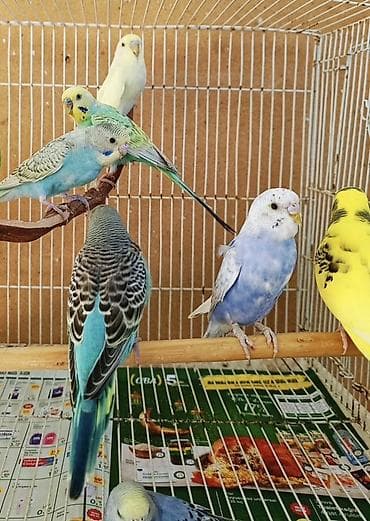 balaca pisik: Tam sağlam evde baxdigm quslardi.hamisini götürene 10 manatdan . Tek — 2