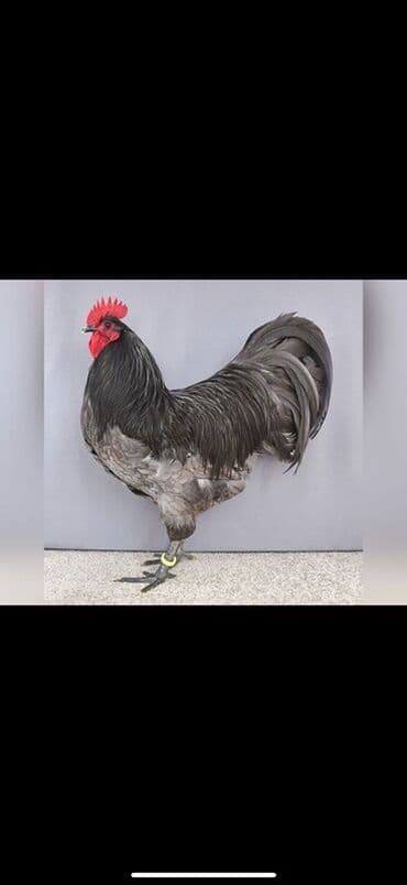 cins ineklerin qiymeti: Məhsul: “Avstralop Xoruz 5Ay 15 Günlüy - Fotoşəkillərdə real nümunə — 1