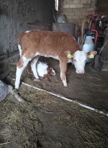 Dìşì .damazlig 5 gunlukdu