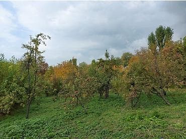 daşınmaz əmlakın satışı: 50 sot, Tikinti, Mülkiyyətçi — 2