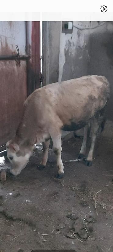 inek satişi: Dana, buzov, Dişi, ay: 5, Ətlik — 1