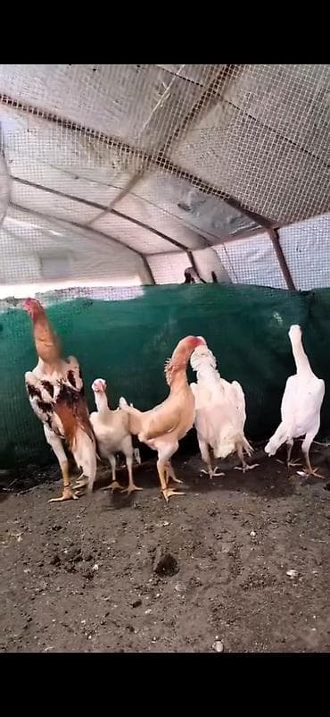 kənd toyuqları: Toyuq cücələri, Damazlıq — 5