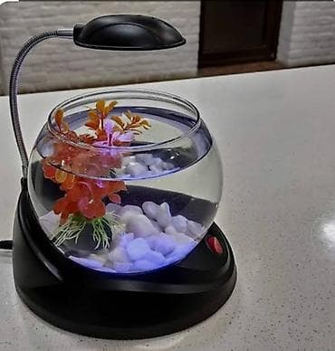 akva ayaqabılar: 🐠 Möhtəşəm Betta Dəsti – Hazır Komplekt 🐠 Evdə sakitlik və gözəllik — 4