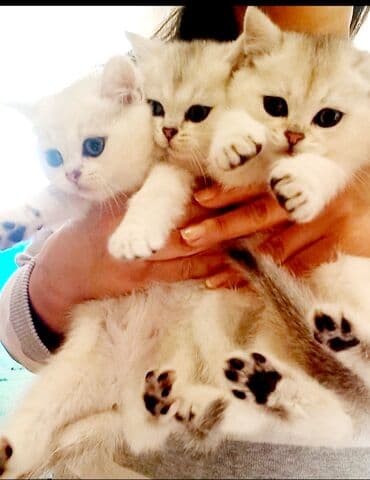 ev pisikleri satisi: Britan, Erkək, Dişi, Yaxşı əllərə, Ünvandan götürmə — 3