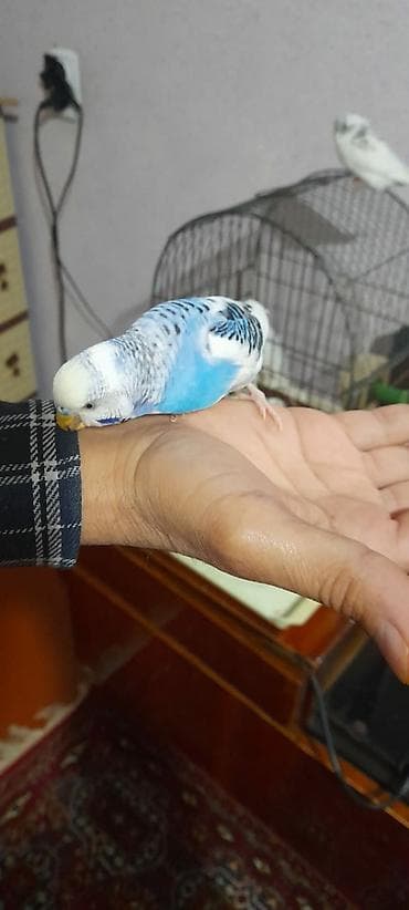 maraqli qus adlari: Ələ öyrəşmiş quşdu fikri citdi olan vatcapa yazsin — 9