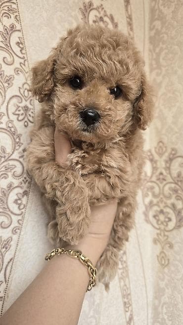 xasqi balaları: Ödənişli çatdırılma — 3