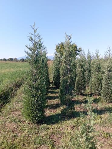 пластмассовый бак для воды купить: Her növ ağaclar ve dekarativ ağaclar çox ucuz ve qarantili gubresiz — 6