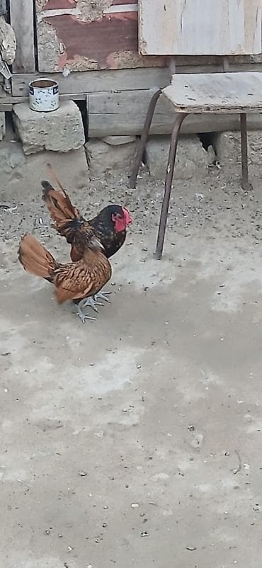 Toyuqlar: Toyuq, Damazlıq — 4