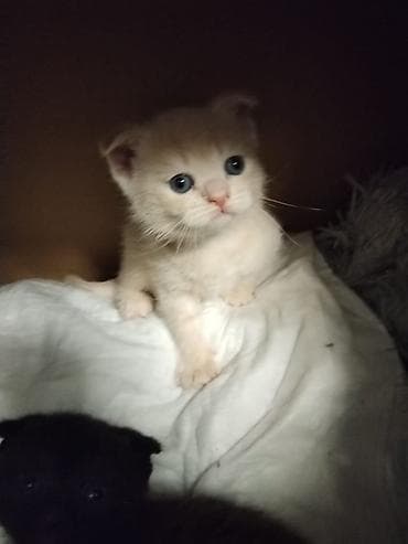 meykun pisik: Şotland yastı qulaq — 3