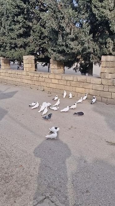 danisan papuqay satilir: Tergizilme goyercinlerdi saatlari var amma tecili pul lazimdi ona gore — 1