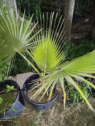 limon sam agaci: Washington (sortu) olan palma növü satılır. yaxşı baxılır vaxtlı — 1