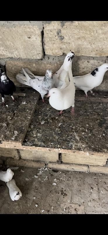 Göyərçinlər: Tecili — 1