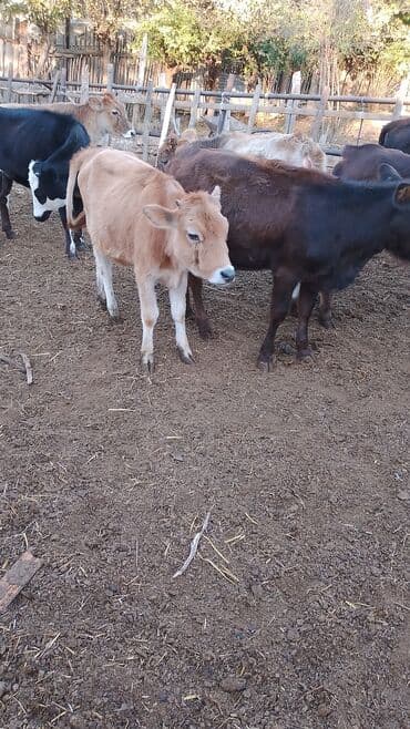 ən gözəl it adları: 8 𝙗𝙖𝙨̧ 𝙙𝙞𝙨̧𝙞 𝙙𝙖𝙣𝙖𝙙𝙞 — 2