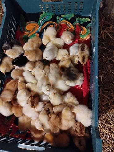 Təzə çıxan təmiz kənd cücələrimiz satışda. ədədi 0.65 qəpik. İmişli və