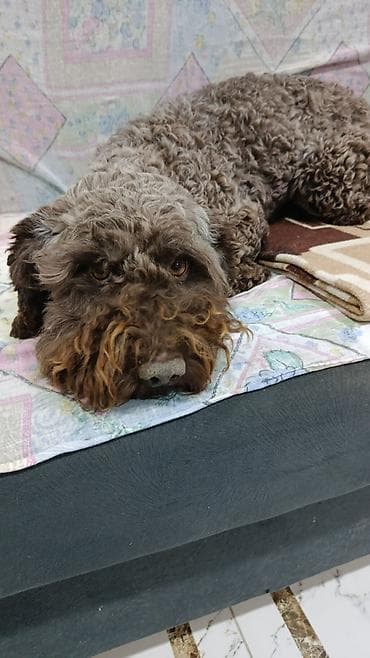 Məişət və ailə üçün ev heyvanı – it balaları Təsvir: - Şəkillərdə iki