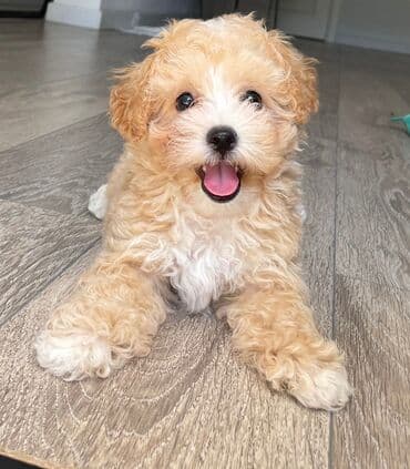 мальтипу купить: 4 ay, Dişi, Peyvəndli, Ünvandan götürmə — 8